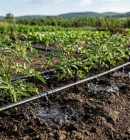 Мікрокраплинне зрошення